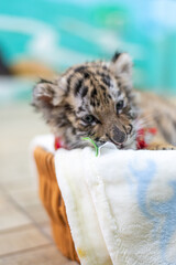 Baby Siberian tiger born in the year of the tiger 2022