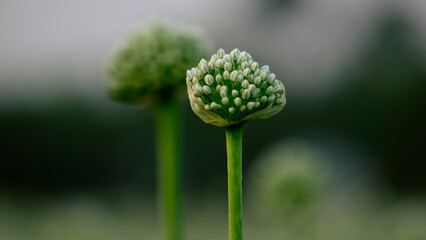Onion flowers blooming onions, alliums. Green onions. The life cycle of onion. Stages of onion development. Onion flowers are blooming in the fields of Bengal.