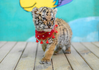 Baby Siberian tiger born in the year of the tiger 2022
