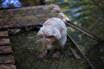 The white nutria is holding its head. Water otter. Order of mammalian rodents