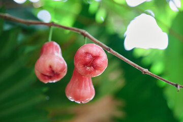 Fresh ripe rose apple hanging on tree branch