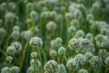 Onion flowers blooming onions, alliums. Green onions. Life cycle of onion. Stages of onion development. Onion flowers are blooming in the fields of Bengal.