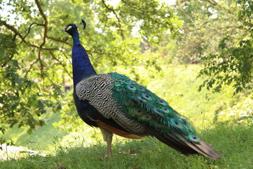 Obraz premium Pavo cristatus, close-up of the royal bird in the park, the peacock