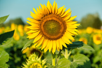 Sunflower natural background. Sunflower blooming. Close-up of sunflower. Rich harvest Concept. Label art design
