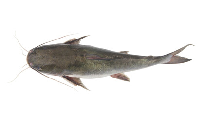 Raw catfish isolated on white background close up