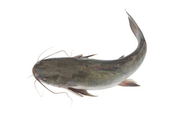 Raw catfish isolated on white background close up