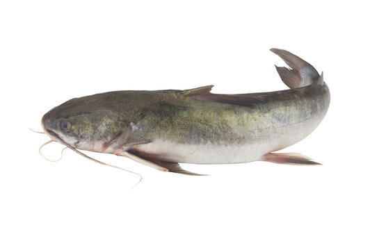 Raw catfish isolated on white background close up