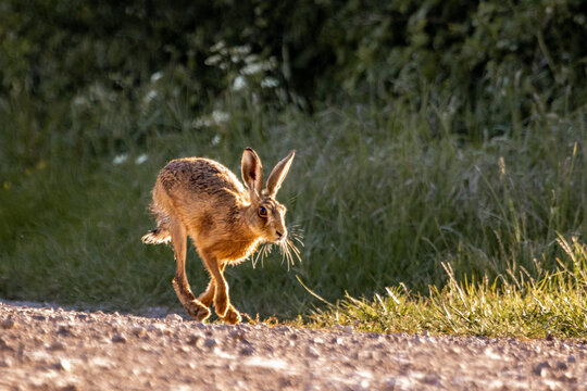 Brown hare running