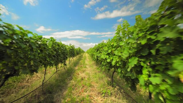 Valley or plantation with rows of vineyards in Georgia is Kakheti. Camera movement in rows on sunny day. Agricultural land, winemaking and industry.
