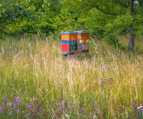 Fototapeta premium Beekeeping with wooden beeyards