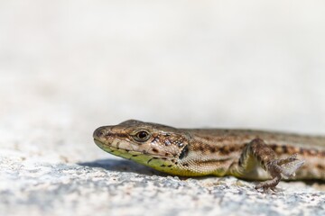 Podarcis liolepis, the Columbretes wall lizard or Catalan wall lizard, lizard sunbathing on the rock.