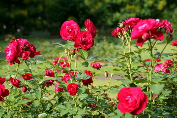 赤いバラ