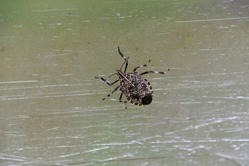 アクリル板の上を移動していたキマダラカメムシ
