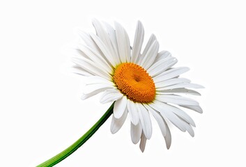 chamomile flower growing on white background