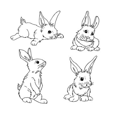 Cute hand draw rabbit in different poses. Set of illustrations of bunny