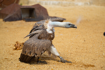 Attaque Vautour