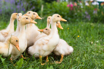 Small ducklings outdoor in on green grass