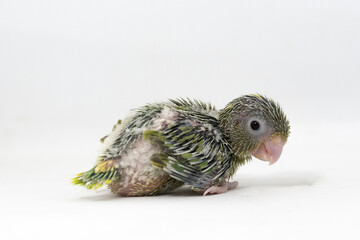 Selective focus of forpus parrotlet newborn bird studio shot on white background
