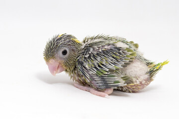 Selective focus of forpus parrotlet newborn bird studio shot on white background