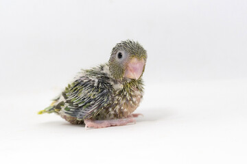Obraz premium Selective focus of forpus parrotlet newborn bird studio shot on white background