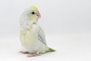 Selective focus of forpus parrotlet newborn bird studio shot on white background