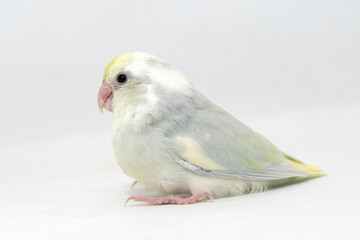 Selective focus of forpus parrotlet newborn bird studio shot on white background