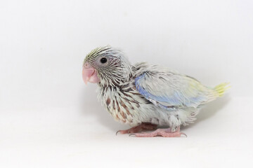 Selective focus of forpus parrotlet newborn bird studio shot on white background
