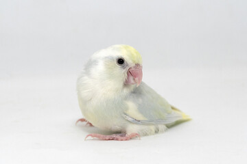 Selective focus of forpus parrotlet newborn bird studio shot on white background