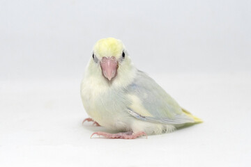 Selective focus of forpus parrotlet newborn bird studio shot on white background