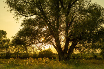 Fototapeta na wymiar Picturesque landscape of a willow tree at the sunset