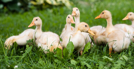 Small ducklings outdoor in on green grass