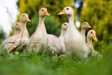 Small ducklings outdoor in on green grass
