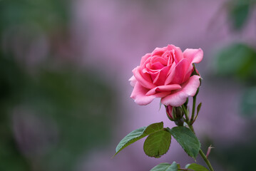 Pink rose flower with buds