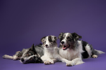 Three identical dogs together. blue marble on a violet background. Border collie family in studio 