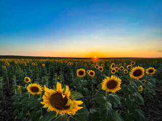 Obraz premium Sunflowers at dawn stock photo