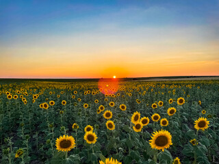 Obraz premium Sunflowers at dawn stock photo