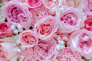  Roses pink and light pink flowers background, blossoming rose flower soft pastel, bouquet floral card. Pink rose texture background. Romantic background concept  soft pink tone.