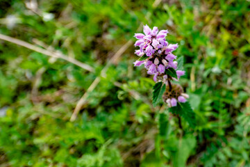Pink flower