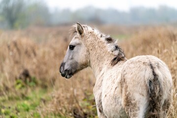 Konik foal in a nature reserve in The Netherlands