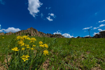 flowers in the mountains