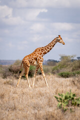 Reticulated giraffe walks past bushes on savannah