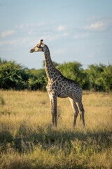 Young southern giraffe stands staring in clearing