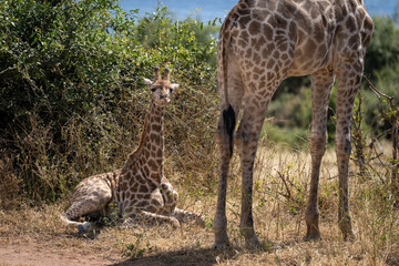 Young southern giraffe lies by leafy bush