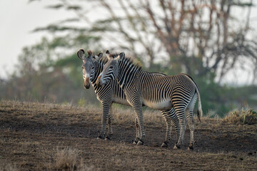 Fototapeta na wymiar Two Grevy zebras stand side-by-side on slope