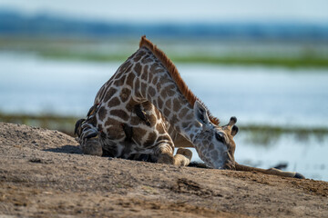 Southern giraffe lies on riverbank with oxpeckers