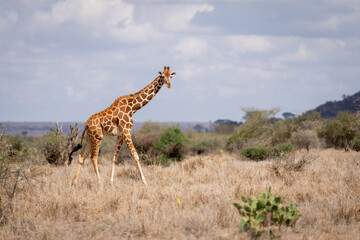 Reticulated giraffe walks past bushes in savannah