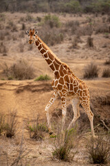 Reticulated giraffe walks past bank watching camera