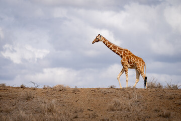 Reticulated giraffe walks on horizon in savannah
