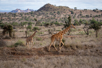 Reticulated giraffe walks across savannah with calf