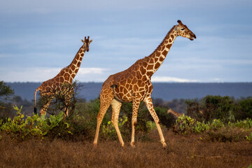 Reticulated giraffe watches another walking across savannah